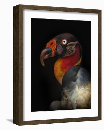 King Vulture-Sarcoramphus Papa-Ferdinando Valverde-Framed Photographic Print