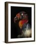 King Vulture-Sarcoramphus Papa-Ferdinando Valverde-Framed Photographic Print