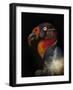 King Vulture-Sarcoramphus Papa-Ferdinando Valverde-Framed Photographic Print