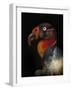 King Vulture-Sarcoramphus Papa-Ferdinando Valverde-Framed Photographic Print