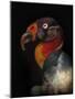 King Vulture-Sarcoramphus Papa-Ferdinando Valverde-Mounted Photographic Print