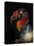 King Vulture-Sarcoramphus Papa-Ferdinando Valverde-Stretched Canvas