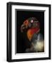 King Vulture-Sarcoramphus Papa-Ferdinando Valverde-Framed Premium Photographic Print