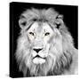 King-Kimberly Allen-Stretched Canvas