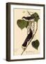 Kingbirds-John James Audubon-Framed Giclee Print