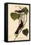 Kingbirds-John James Audubon-Framed Stretched Canvas