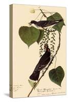 Kingbirds-John James Audubon-Stretched Canvas