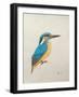 Kingfisher, 2013,-Ele Grafton-Framed Giclee Print