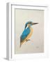 Kingfisher, 2013,-Ele Grafton-Framed Giclee Print