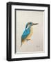 Kingfisher, 2013,-Ele Grafton-Framed Giclee Print