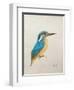 Kingfisher, 2013,-Ele Grafton-Framed Giclee Print