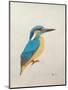 Kingfisher, 2013,-Ele Grafton-Mounted Giclee Print