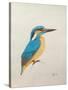 Kingfisher, 2013,-Ele Grafton-Stretched Canvas