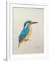 Kingfisher, 2013,-Ele Grafton-Framed Giclee Print