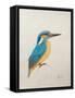 Kingfisher, 2013,-Ele Grafton-Framed Stretched Canvas