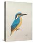 Kingfisher, 2013,-Ele Grafton-Stretched Canvas