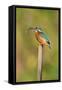 Kingfisher Adult Female Perched Holding a Minnow-null-Framed Stretched Canvas