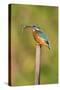 Kingfisher Adult Female Perched Holding a Minnow-null-Stretched Canvas