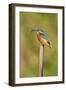 Kingfisher Adult Female Perched Holding a Minnow-null-Framed Photographic Print