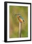 Kingfisher Adult Female Perched Holding a Minnow-null-Framed Photographic Print