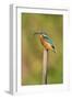 Kingfisher Adult Female Perched Holding a Minnow-null-Framed Photographic Print