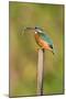 Kingfisher Adult Female Perched Holding a Minnow-null-Mounted Photographic Print