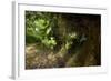 Kingfisher (Alcedo Atthias) Adult Male Flying into Nest with Fish. Halcyon River, England, UK-Charlie Hamilton-Framed Photographic Print