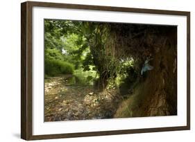 Kingfisher (Alcedo Atthias) Adult Male Flying into Nest with Fish. Halcyon River, England, UK-Charlie Hamilton-Framed Photographic Print