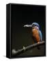 Kingfisher, (Alcedo Atthis), Bielefeld, Germany-Thorsten Milse-Framed Stretched Canvas