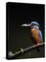 Kingfisher, (Alcedo Atthis), Bielefeld, Germany-Thorsten Milse-Stretched Canvas