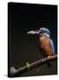 Kingfisher, (Alcedo Atthis), Bielefeld, Germany-Thorsten Milse-Stretched Canvas