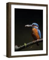 Kingfisher, (Alcedo Atthis), Bielefeld, Germany-Thorsten Milse-Framed Photographic Print