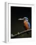 Kingfisher, (Alcedo Atthis), Bielefeld, Germany-Thorsten Milse-Framed Photographic Print