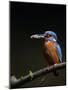 Kingfisher, (Alcedo Atthis), Bielefeld, Germany-Thorsten Milse-Mounted Photographic Print