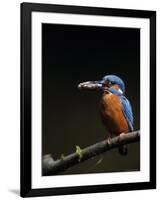 Kingfisher, (Alcedo Atthis), Bielefeld, Germany-Thorsten Milse-Framed Photographic Print