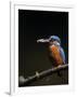 Kingfisher, (Alcedo Atthis), Bielefeld, Germany-Thorsten Milse-Framed Photographic Print