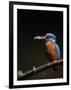 Kingfisher, (Alcedo Atthis), Bielefeld, Germany-Thorsten Milse-Framed Photographic Print