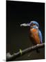 Kingfisher, (Alcedo Atthis), Bielefeld, Germany-Thorsten Milse-Mounted Photographic Print