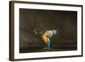 Kingfisher (Alcedo Atthis) Flying Out of Water Carrying Fish, Balatonfuzfo, Hungary, January 2009-Novák-Framed Photographic Print