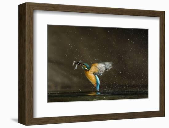 Kingfisher (Alcedo Atthis) Flying Out of Water Carrying Fish, Balatonfuzfo, Hungary, January 2009-Novák-Framed Photographic Print