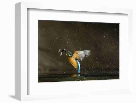 Kingfisher (Alcedo Atthis) Flying Out of Water Carrying Fish, Balatonfuzfo, Hungary, January 2009-Novák-Framed Photographic Print