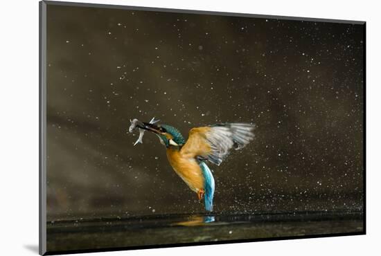 Kingfisher (Alcedo Atthis) Flying Out of Water Carrying Fish, Balatonfuzfo, Hungary, January 2009-Novák-Mounted Photographic Print