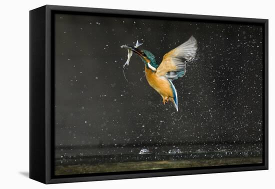 Kingfisher (Alcedo Atthis) in Flight Carrying Fish, Balatonfuzfo, Hungary, January 2009-Novák-Framed Stretched Canvas