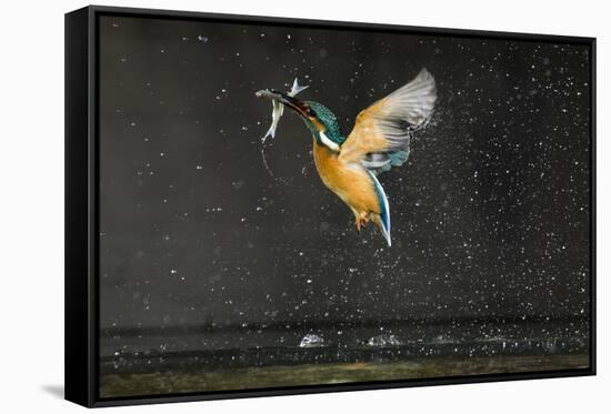 Kingfisher (Alcedo Atthis) in Flight Carrying Fish, Balatonfuzfo, Hungary, January 2009-Novák-Framed Stretched Canvas