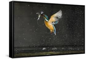 Kingfisher (Alcedo Atthis) in Flight Carrying Fish, Balatonfuzfo, Hungary, January 2009-Novák-Framed Stretched Canvas