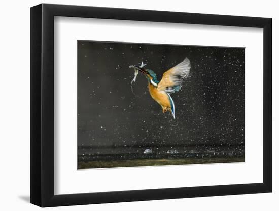 Kingfisher (Alcedo Atthis) in Flight Carrying Fish, Balatonfuzfo, Hungary, January 2009-Novák-Framed Premium Photographic Print