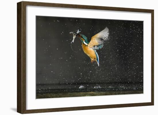 Kingfisher (Alcedo Atthis) in Flight Carrying Fish, Balatonfuzfo, Hungary, January 2009-Novák-Framed Photographic Print