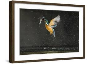 Kingfisher (Alcedo Atthis) in Flight Carrying Fish, Balatonfuzfo, Hungary, January 2009-Novák-Framed Photographic Print
