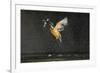 Kingfisher (Alcedo Atthis) in Flight Carrying Fish, Balatonfuzfo, Hungary, January 2009-Novák-Framed Photographic Print