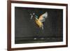 Kingfisher (Alcedo Atthis) in Flight Carrying Fish, Balatonfuzfo, Hungary, January 2009-Novák-Framed Photographic Print